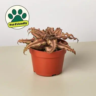 Cryptanthus 'Pink Star' HouseplantExperience.com