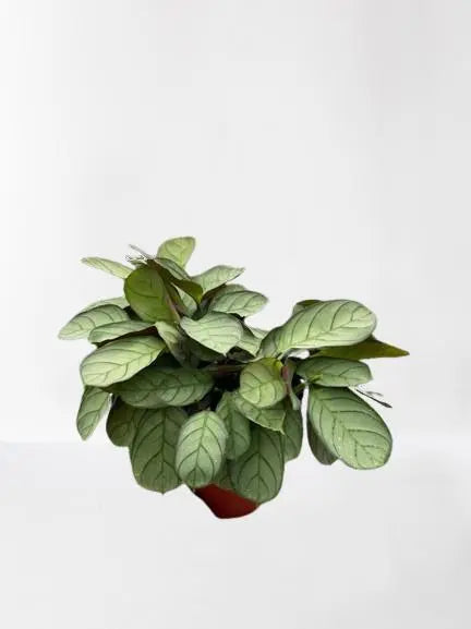 Ctenanthe burle-marxii Amagris HouseplantExperience.com