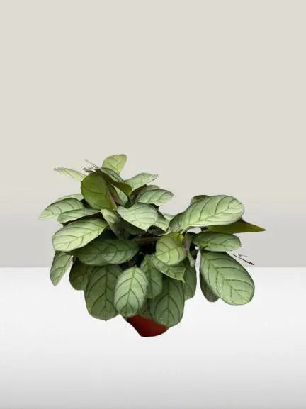 Ctenanthe burle-marxii Amagris HouseplantExperience.com