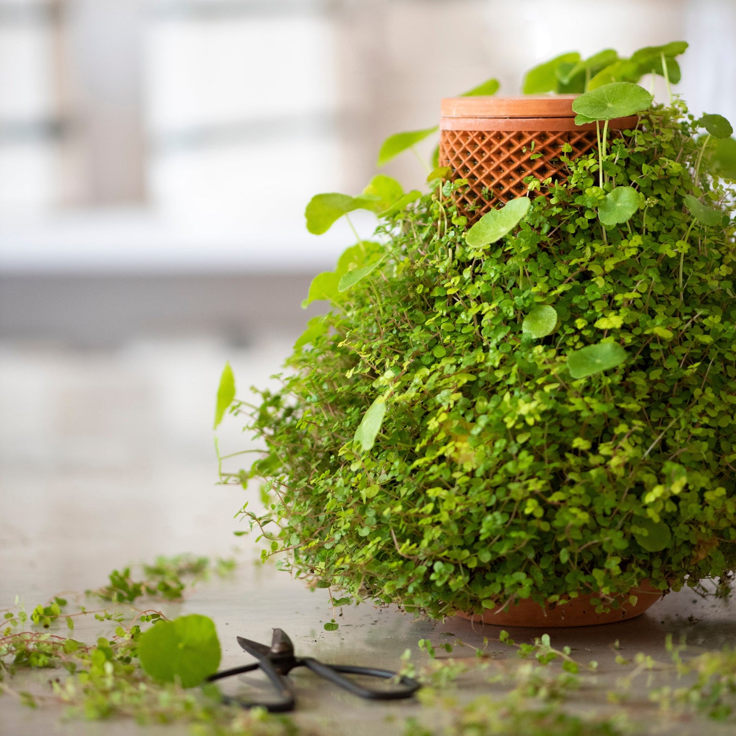 Tevaplanter: Self Watering Planter