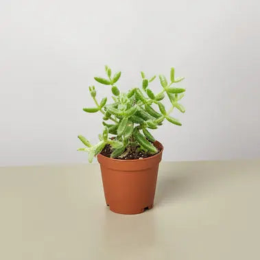 Delosperma echinatum Pickle Plant HouseplantExperience.com