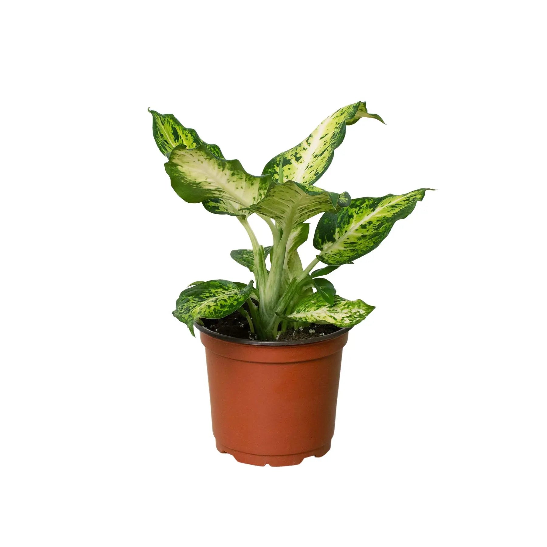 Dieffenbachia Amy HouseplantExperience.com