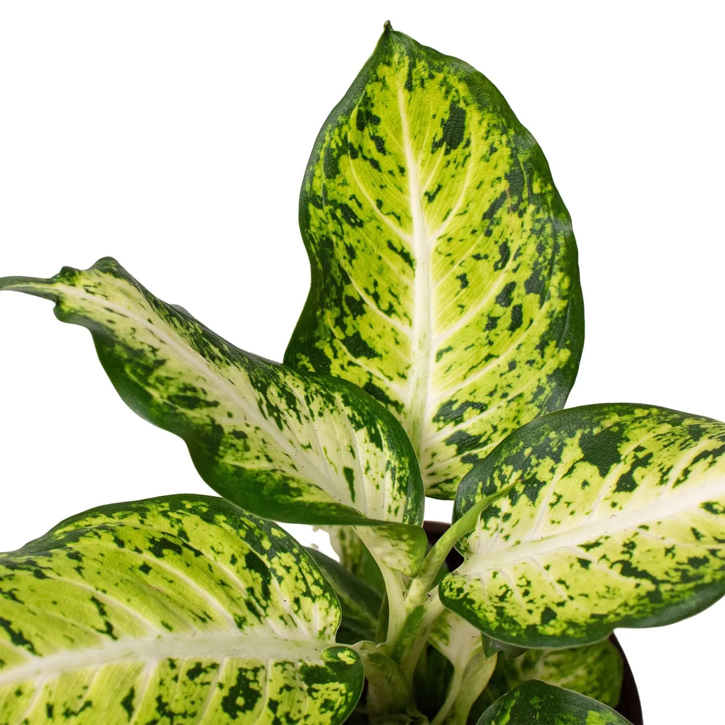 Dieffenbachia Amy HouseplantExperience.com