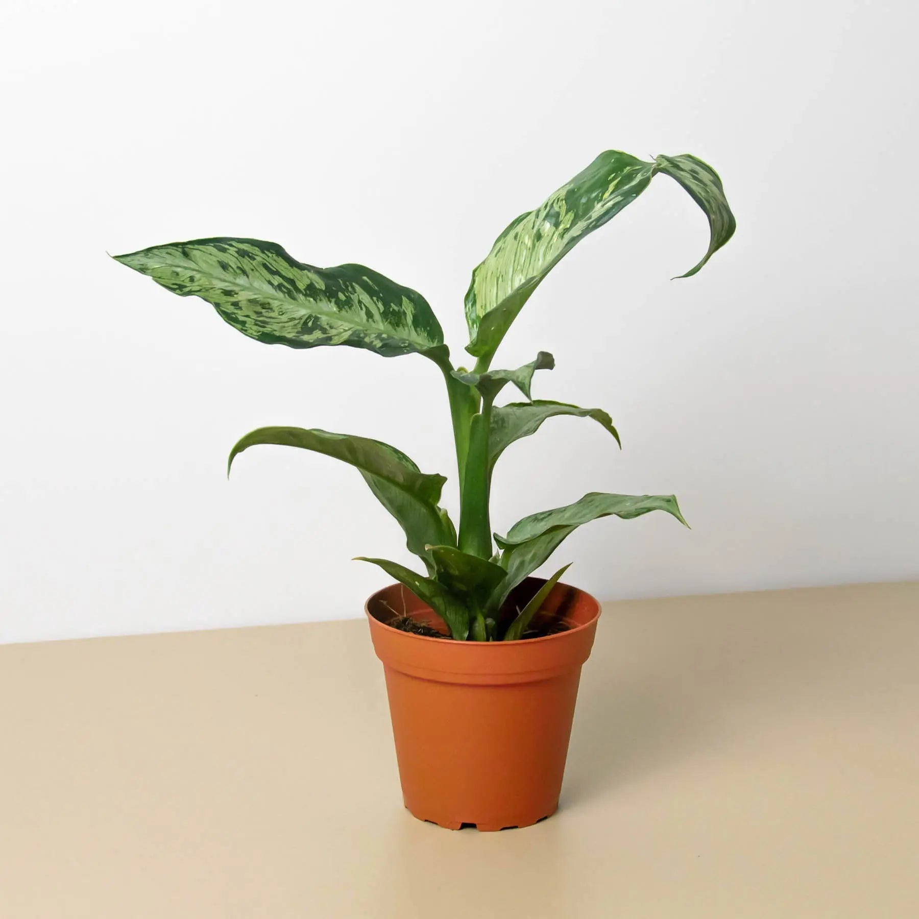 Dieffenbachia Memoria Corsii HouseplantExperience.com