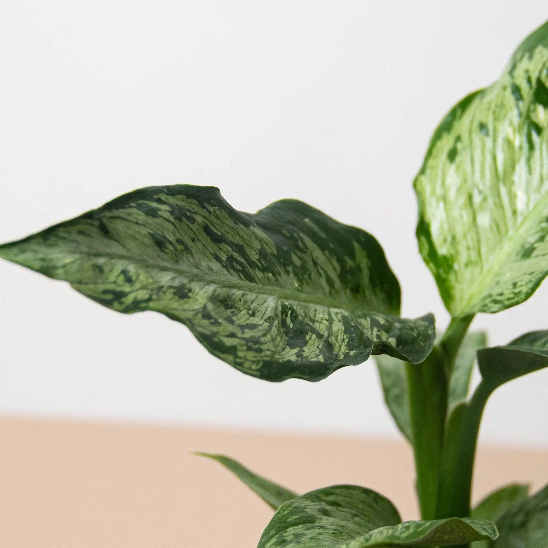 Dieffenbachia Memoria Corsii HouseplantExperience.com