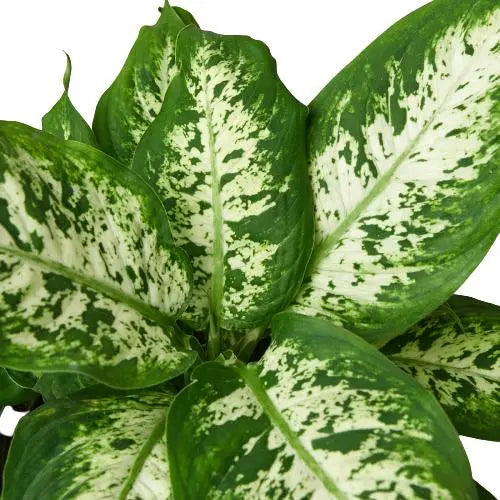 Dieffenbachia Tropic Snow HouseplantExperience.com