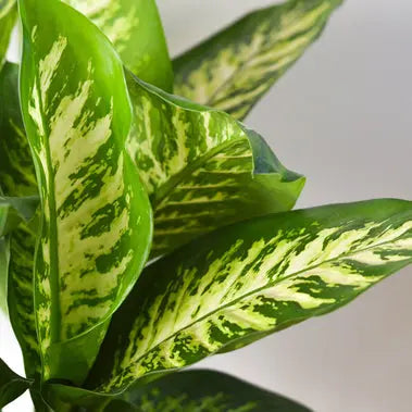 Dieffenbachia Tropic Snow HouseplantExperience.com
