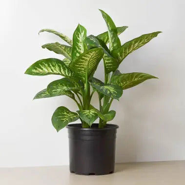 Dieffenbachia Tropic Snow HouseplantExperience.com