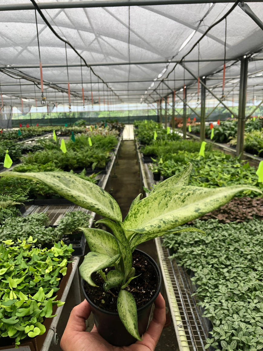 Dieffenbachia 'Camouflage' HouseplantExperience.com