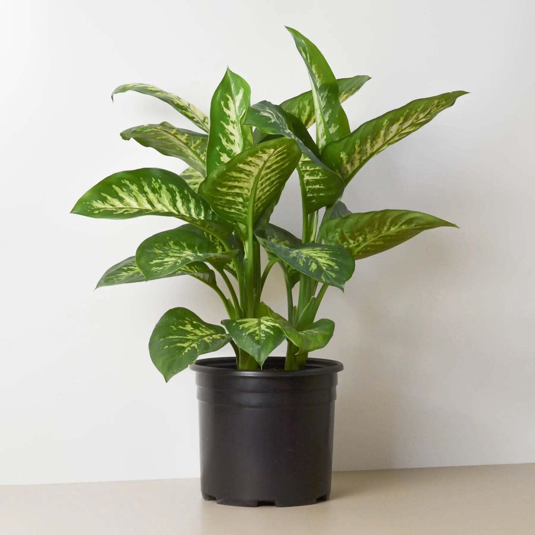 Dieffenbachia 'Tropic Snow'  (10 inch plant) HouseplantExperience.com