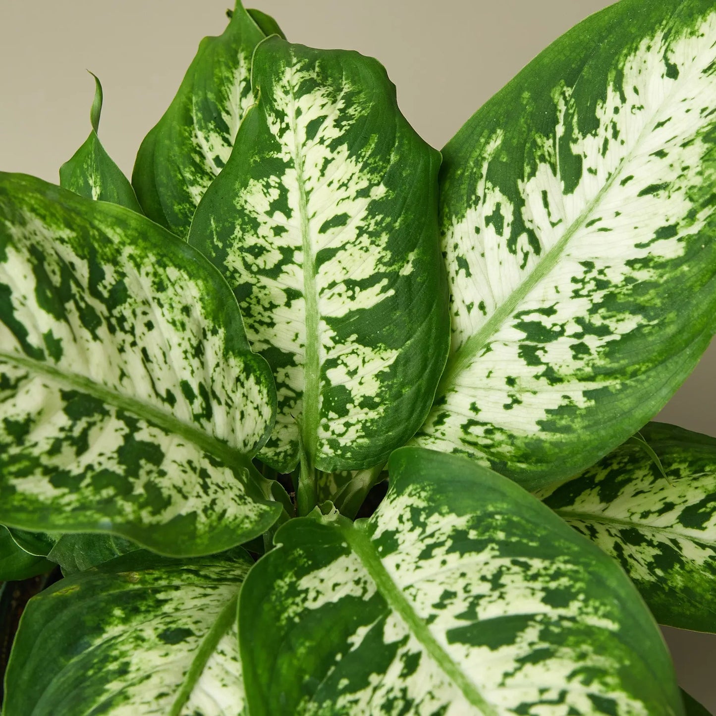Dieffenbachia 'Tropic Snow'  (10 inch plant) HouseplantExperience.com
