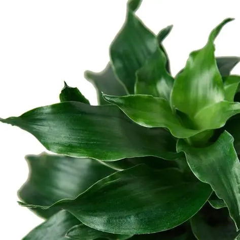 Dracaena Dragon Tree Twister HouseplantExperience.com