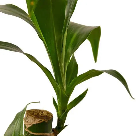 Dracaena Elegance HouseplantExperience.com