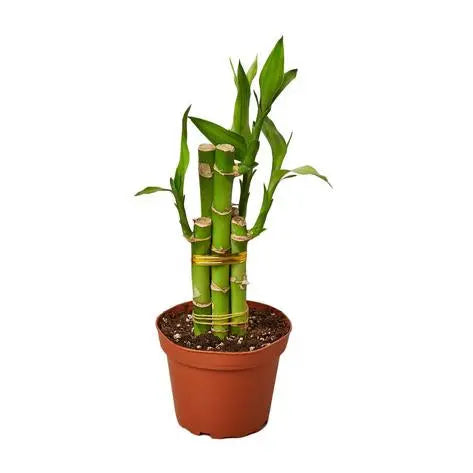 Dracaena Lucky Bamboo HouseplantExperience.com