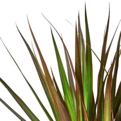 Dracaena Marginata Magenta HouseplantExperience.com