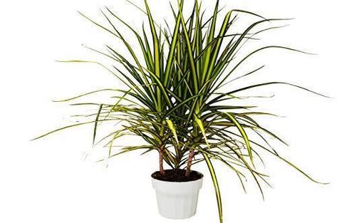 Dracaena Marginata Sunray HouseplantExperience.com