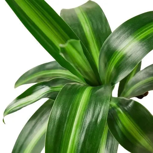 Dracaena Massangeana HouseplantExperience.com