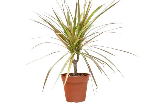 Dracaena Red Margined HouseplantExperience.com