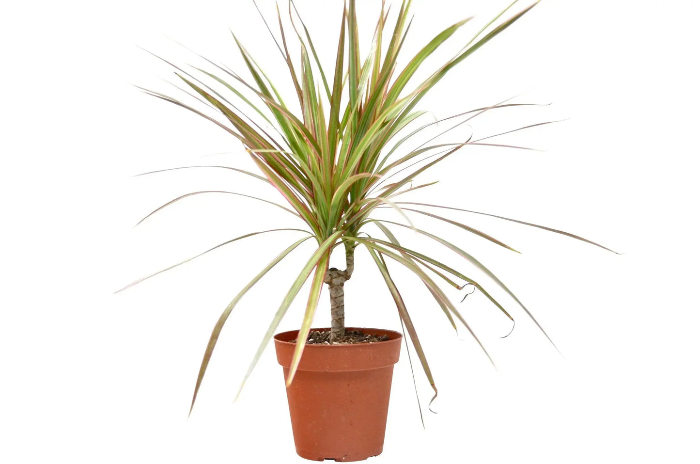Dracaena Red Margined HouseplantExperience.com
