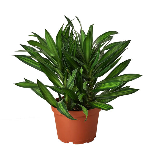 Dracaena Song of Jamaica HouseplantExperience.com