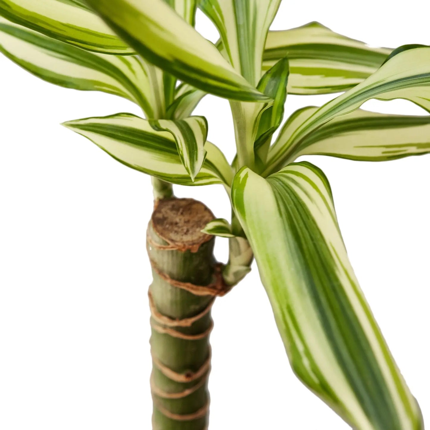 Dracaena Sted Sol Cane HouseplantExperience.com