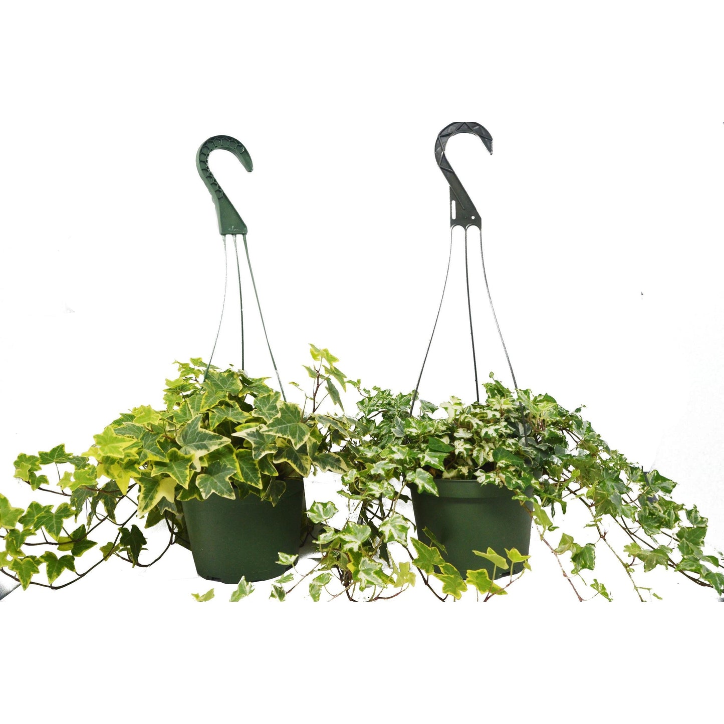 English Ivy Combo (2 Hanging Baskets) HouseplantExperience.com