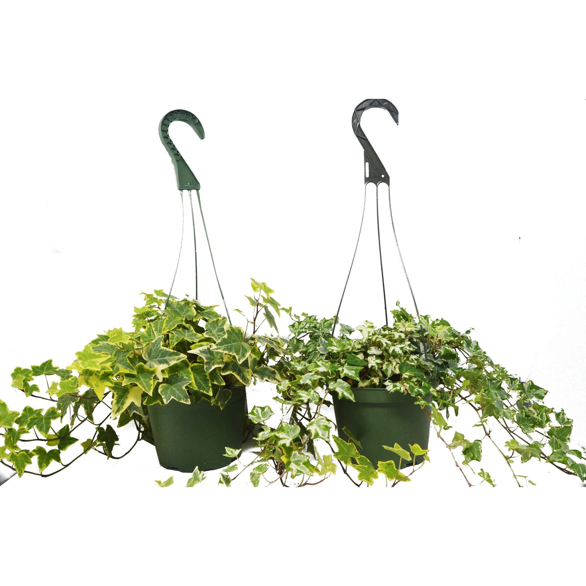 English Ivy Combo (2 Hanging Baskets) HouseplantExperience.com