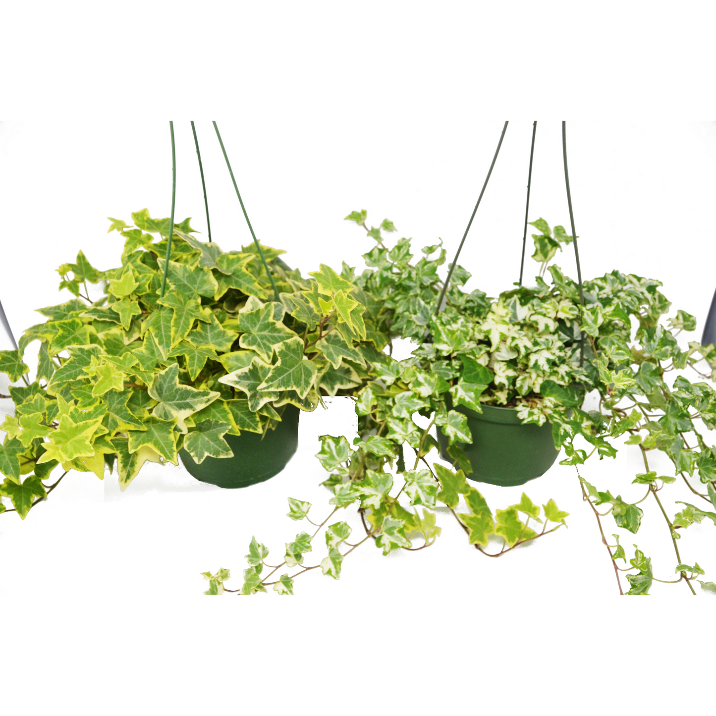 English Ivy Combo (2 Hanging Baskets) HouseplantExperience.com