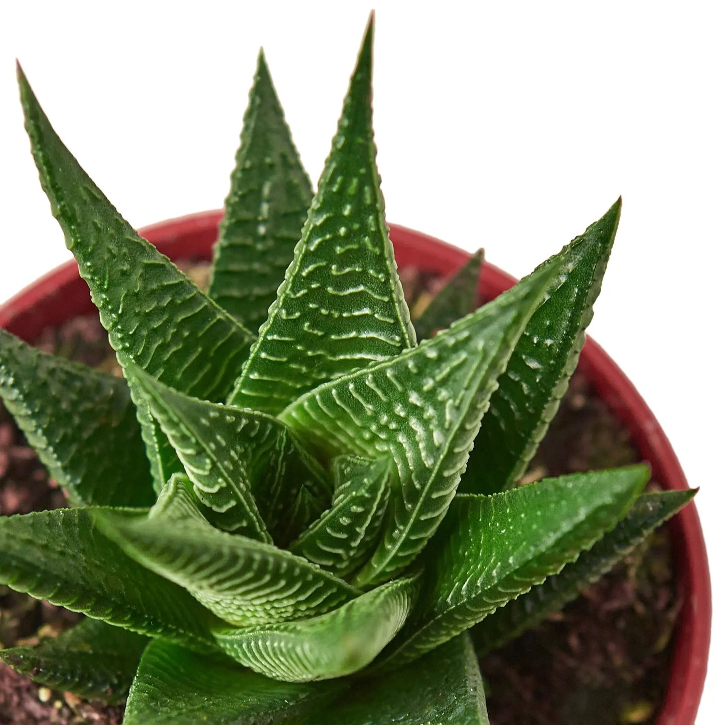 Fairy Washboard Haworthia HouseplantExperience.com
