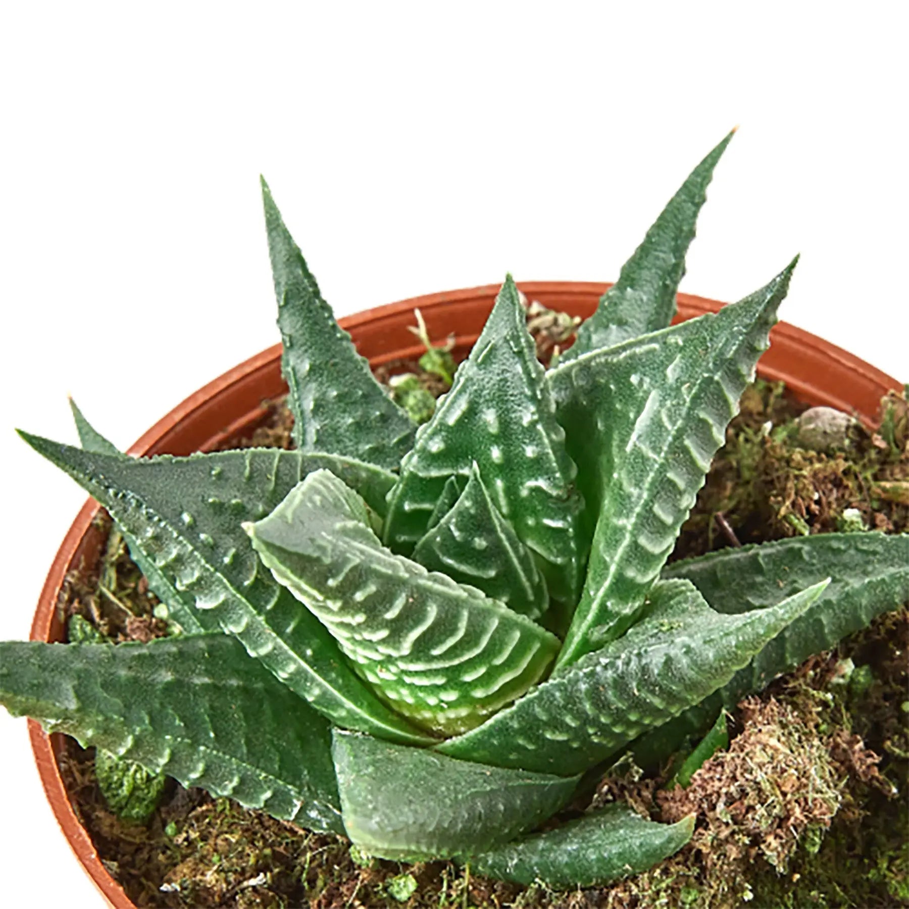 Fairy Washboard Haworthia HouseplantExperience.com