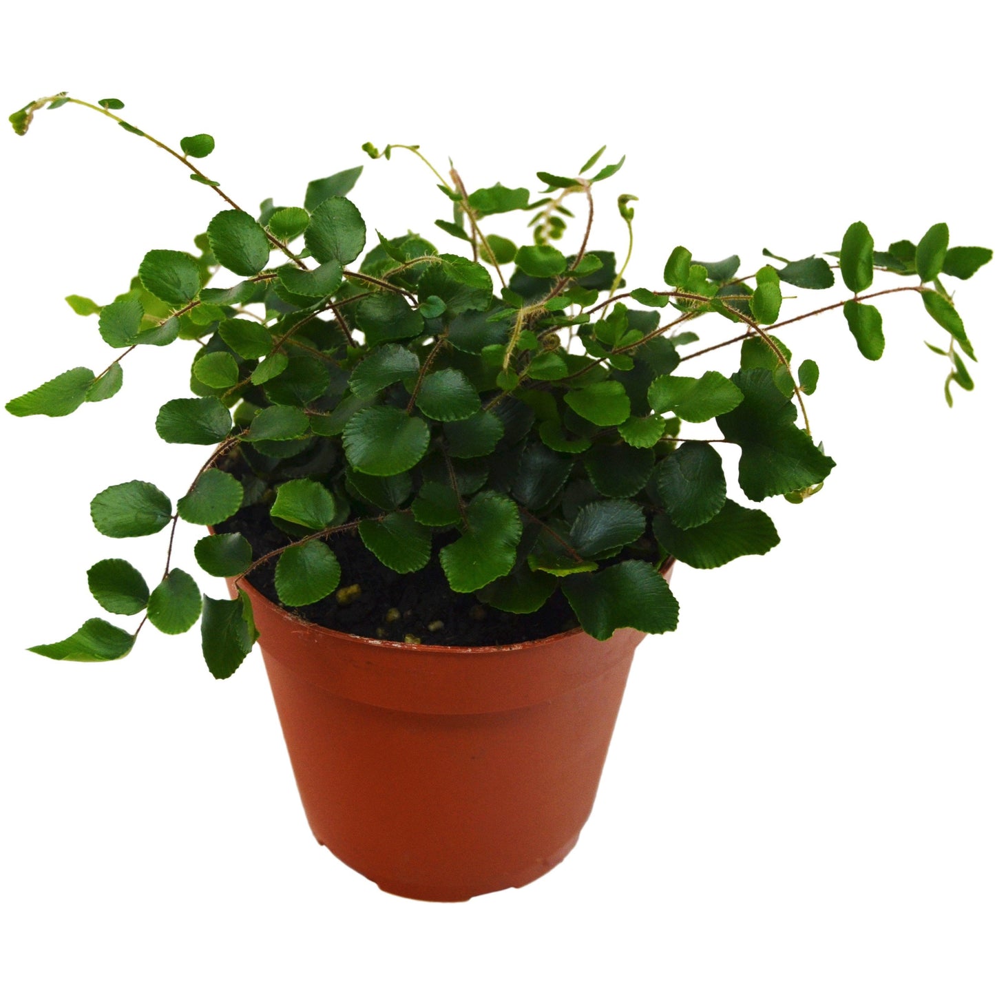 Fern Button HouseplantExperience.com