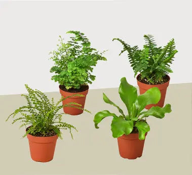 Fern Combo (2, 3 or 4 Plants) HouseplantExperience.com