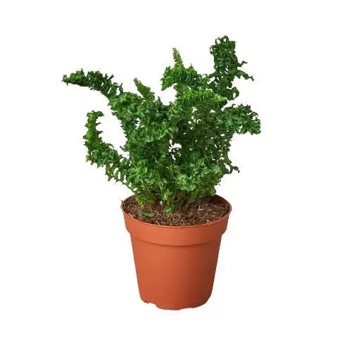 Fern Emina HouseplantExperience.com