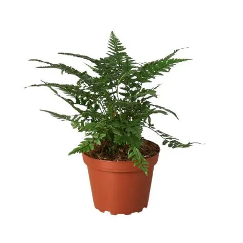 Fern Korean Rock HouseplantExperience.com