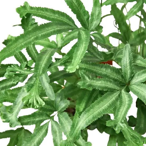 Fern Pteris Cretica Mayi HouseplantExperience.com