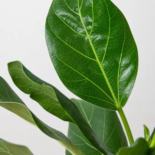 Ficus Audrey HouseplantExperience.com