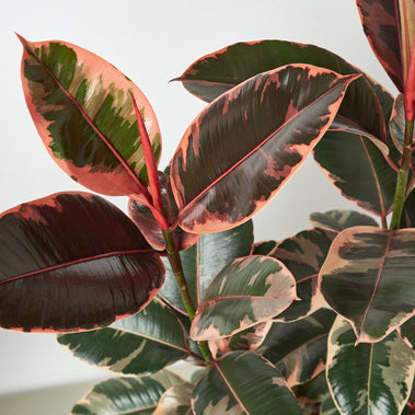 Ficus Elastica Ruby Pink - 10" Pot HouseplantExperience.com
