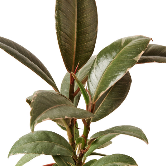 Ficus Elastica Tineke - in 10 inch Pot HouseplantExperience.com