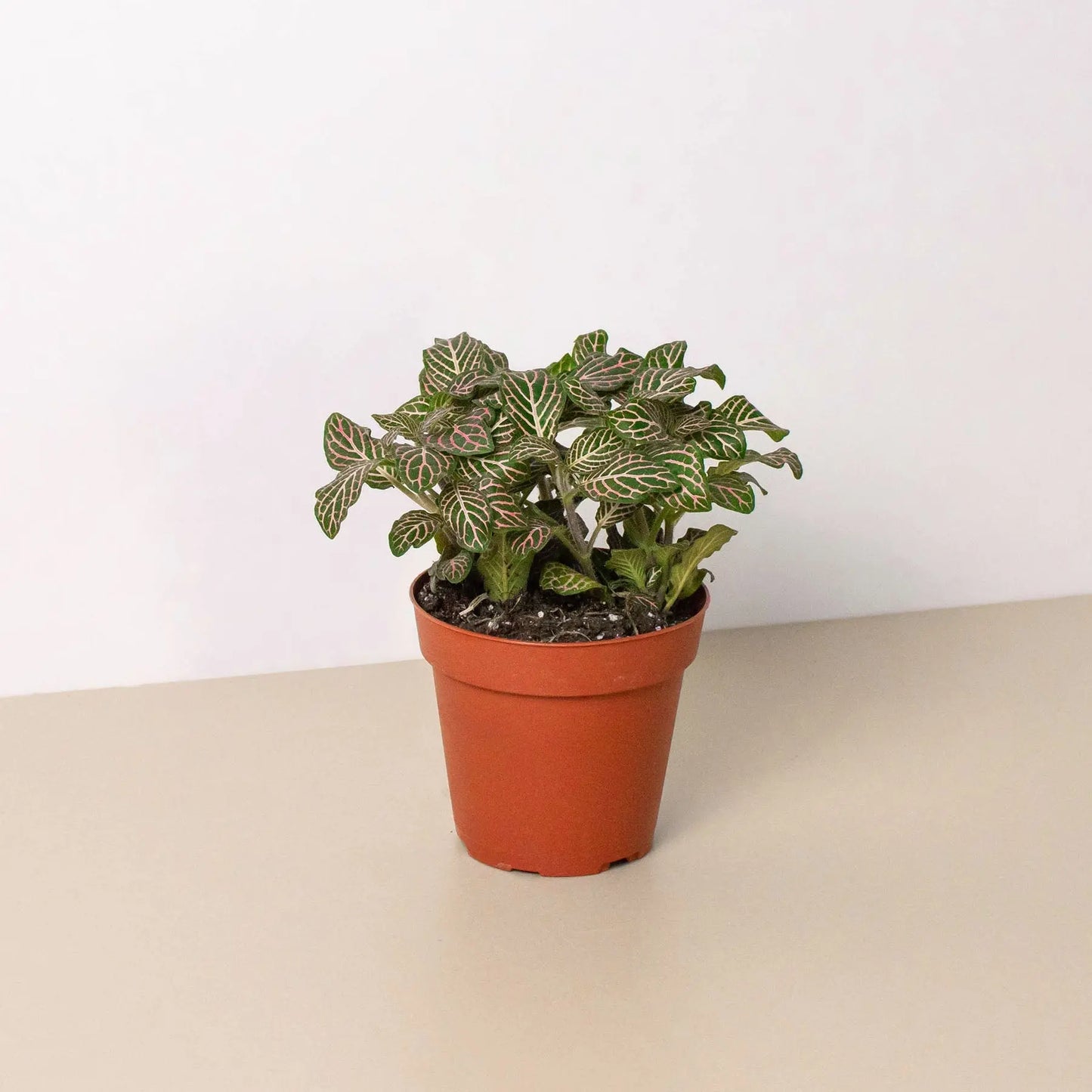 Fittonia Pink HouseplantExperience.com