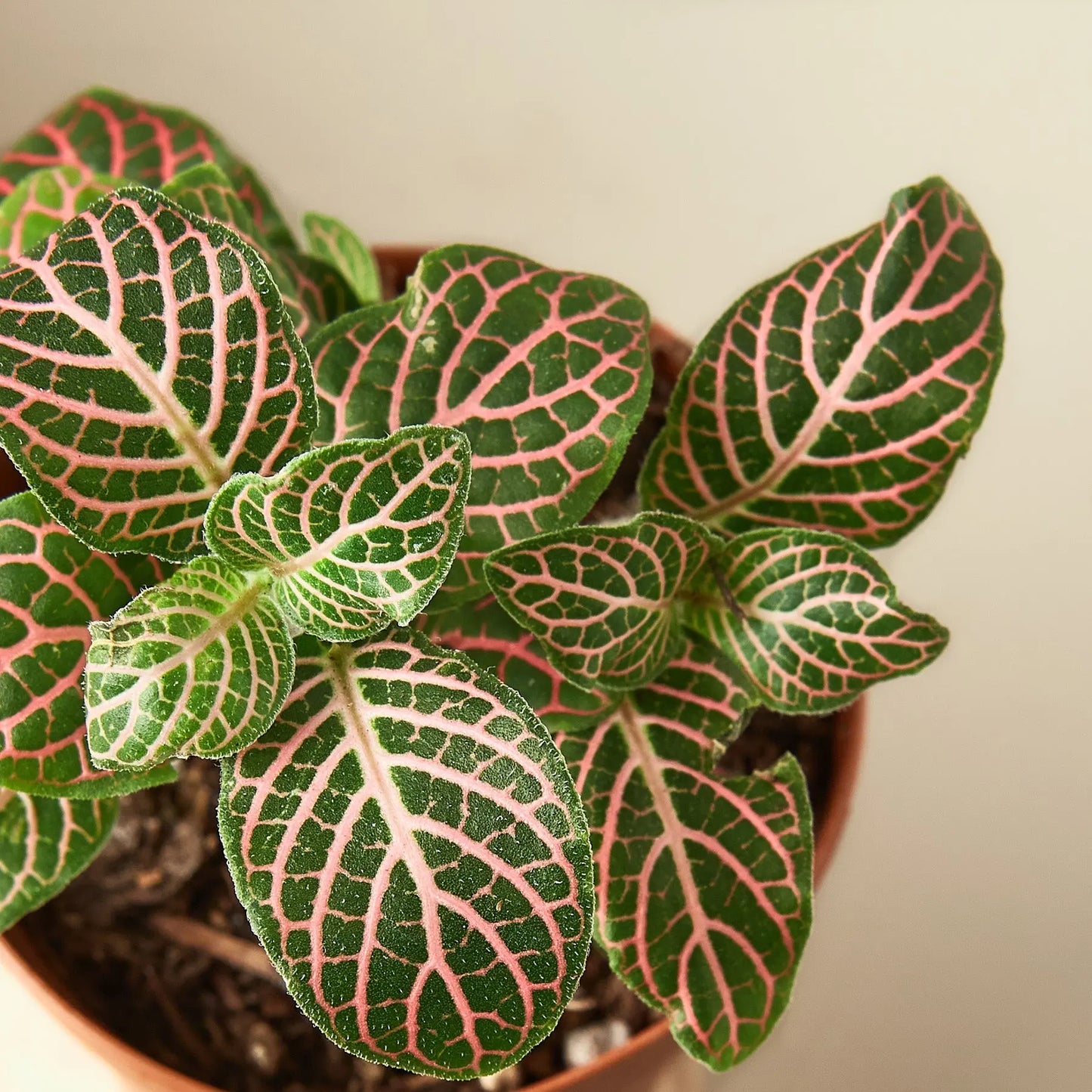 Fittonia Pink HouseplantExperience.com