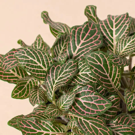 Fittonia Pink HouseplantExperience.com