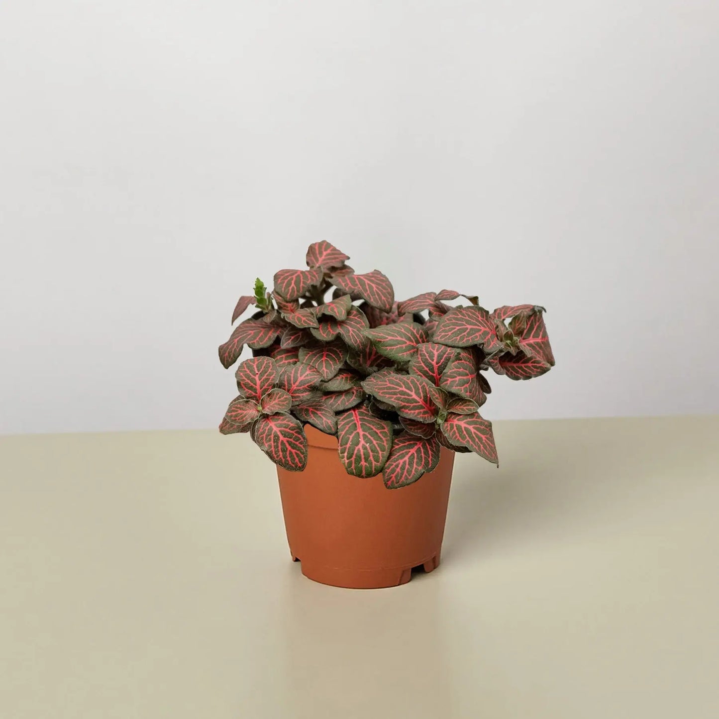 Fittonia Red HouseplantExperience.com