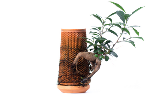 Tevaplanter: Self Watering Planter