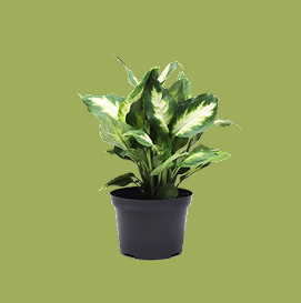 Dieffenbachia Camille