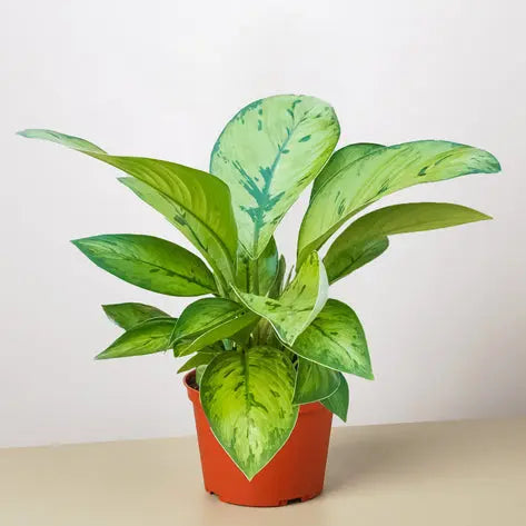 Homalomena Selby HouseplantExperience.com