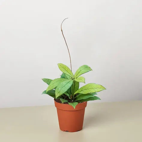 Hoya Crassipetiolata HouseplantExperience.com