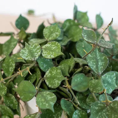 Hoya Curtisii HouseplantExperience.com