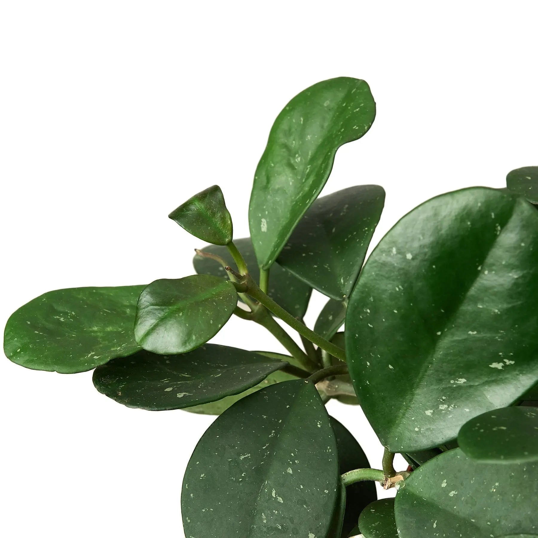 Hoya Obovata HouseplantExperience.com