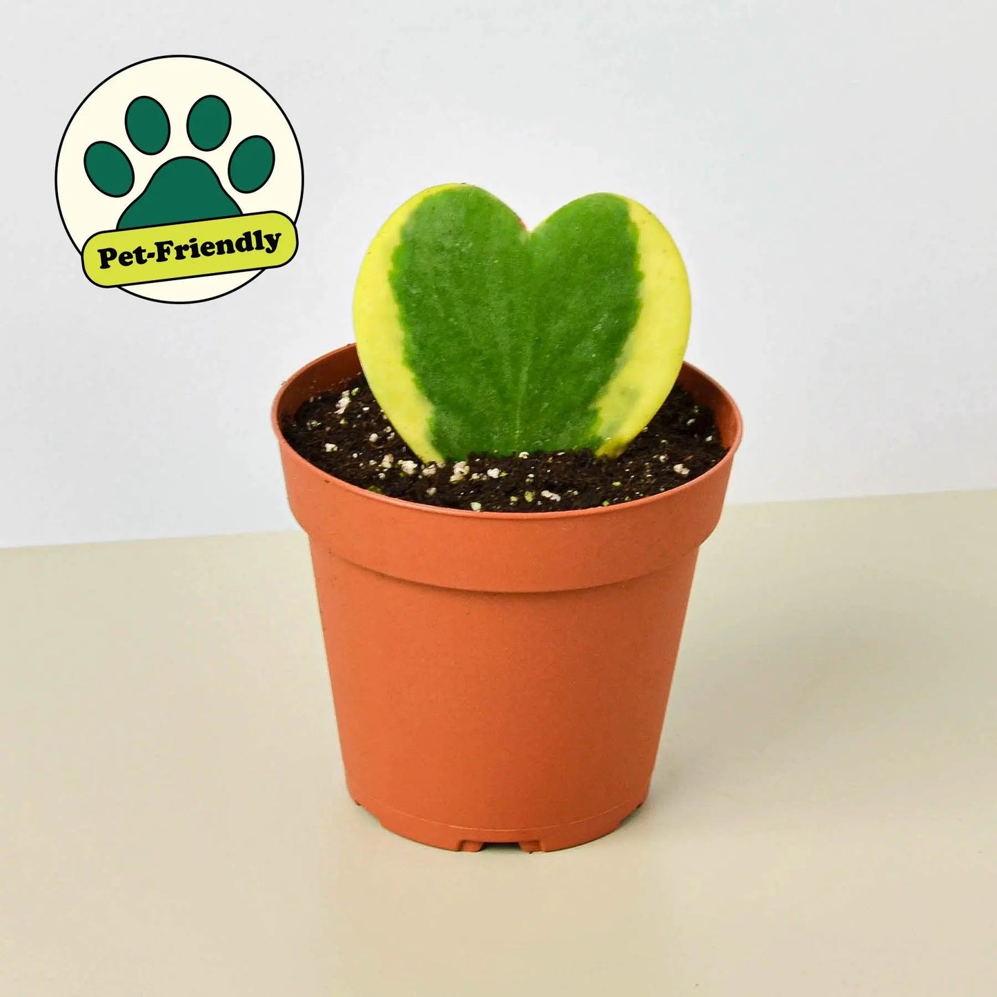 Hoya Sweetheart Variegated HouseplantExperience.com