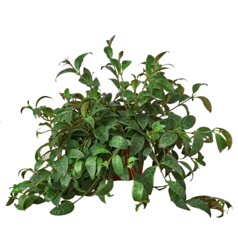 Lipstick Plant (Classic)